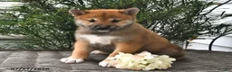 Shiba Inu dogs for sale: Spencer - Ad 1