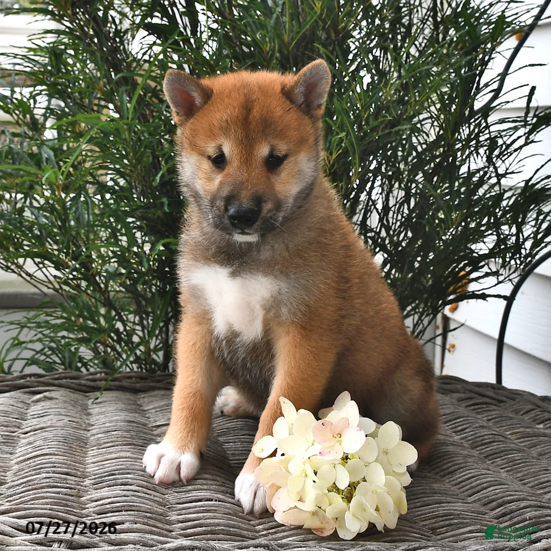 Shiba Inu dogs for sale: Spencer - Ad 1