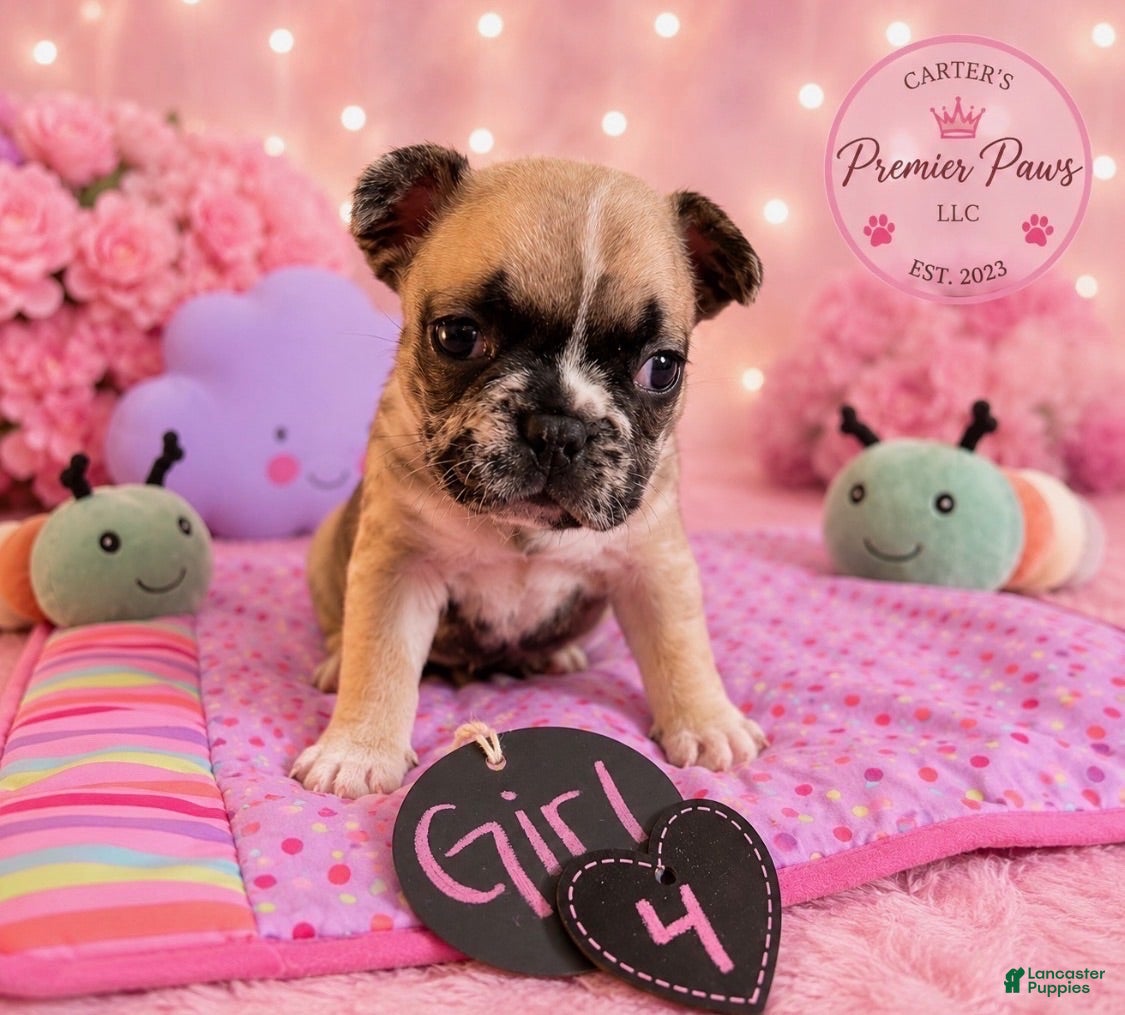 French Bulldog dogs French Bulldog 4 cutiepie - Ad 1