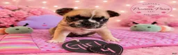 French Bulldog dogs for sale: French Bulldog 4 cutiepie - Ad 1