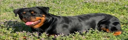 Rottweiler dogs for sale: Rottweiler Puppy 2 - Ad 2