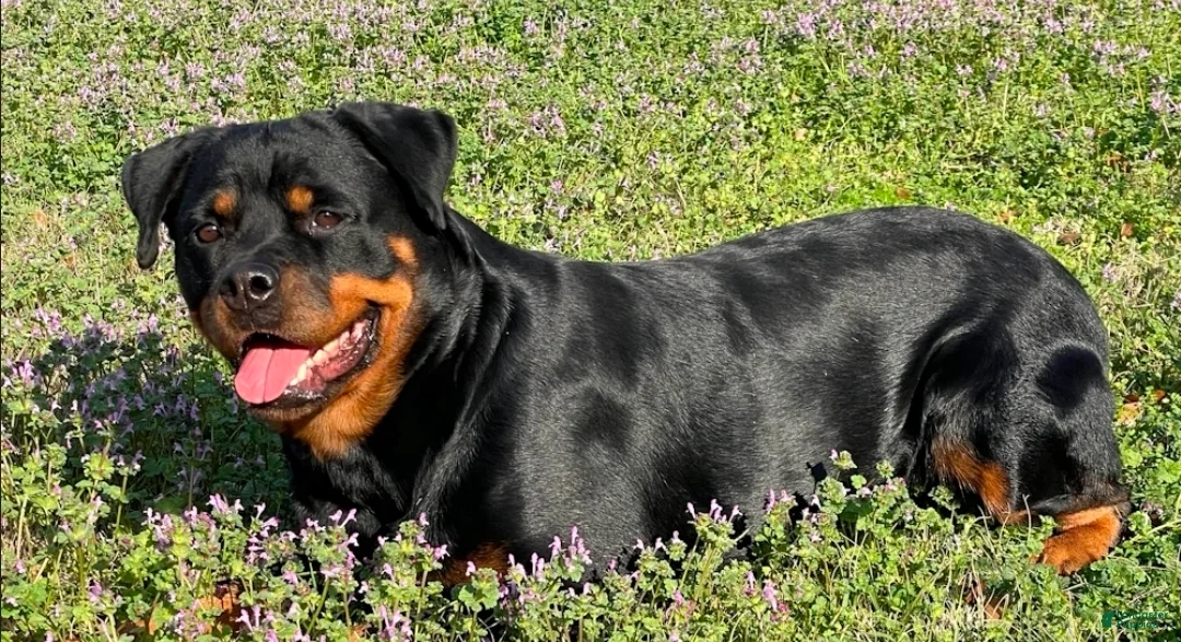 Rottweiler dogs for sale: Rottweiler Puppy 2 - Ad 2