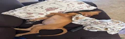 Bloodhound dogs for sale: Bloodhound Puppy 5 - Ad 2