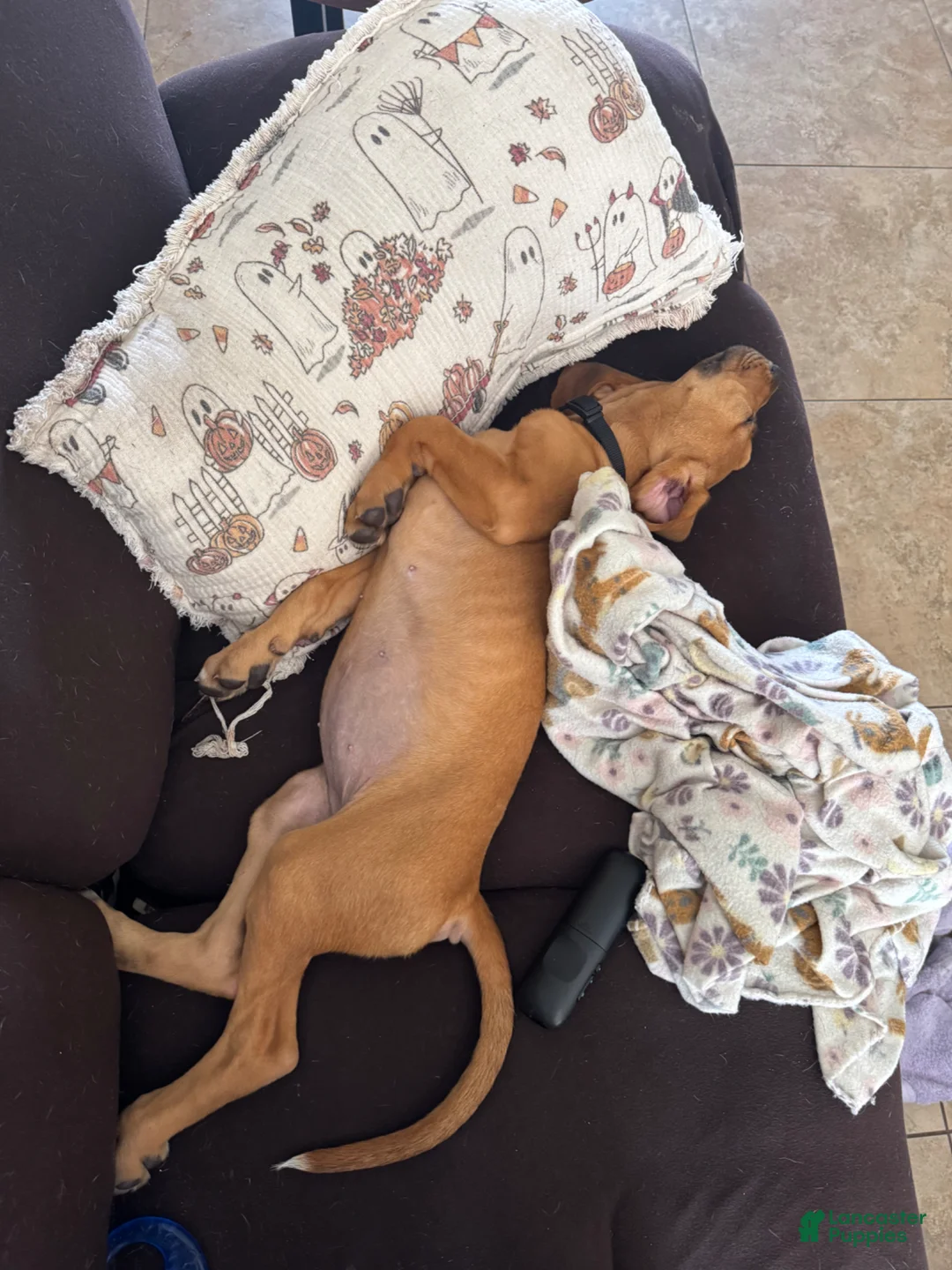 Bloodhound dogs for sale: Bloodhound Puppy 5 - Ad 2