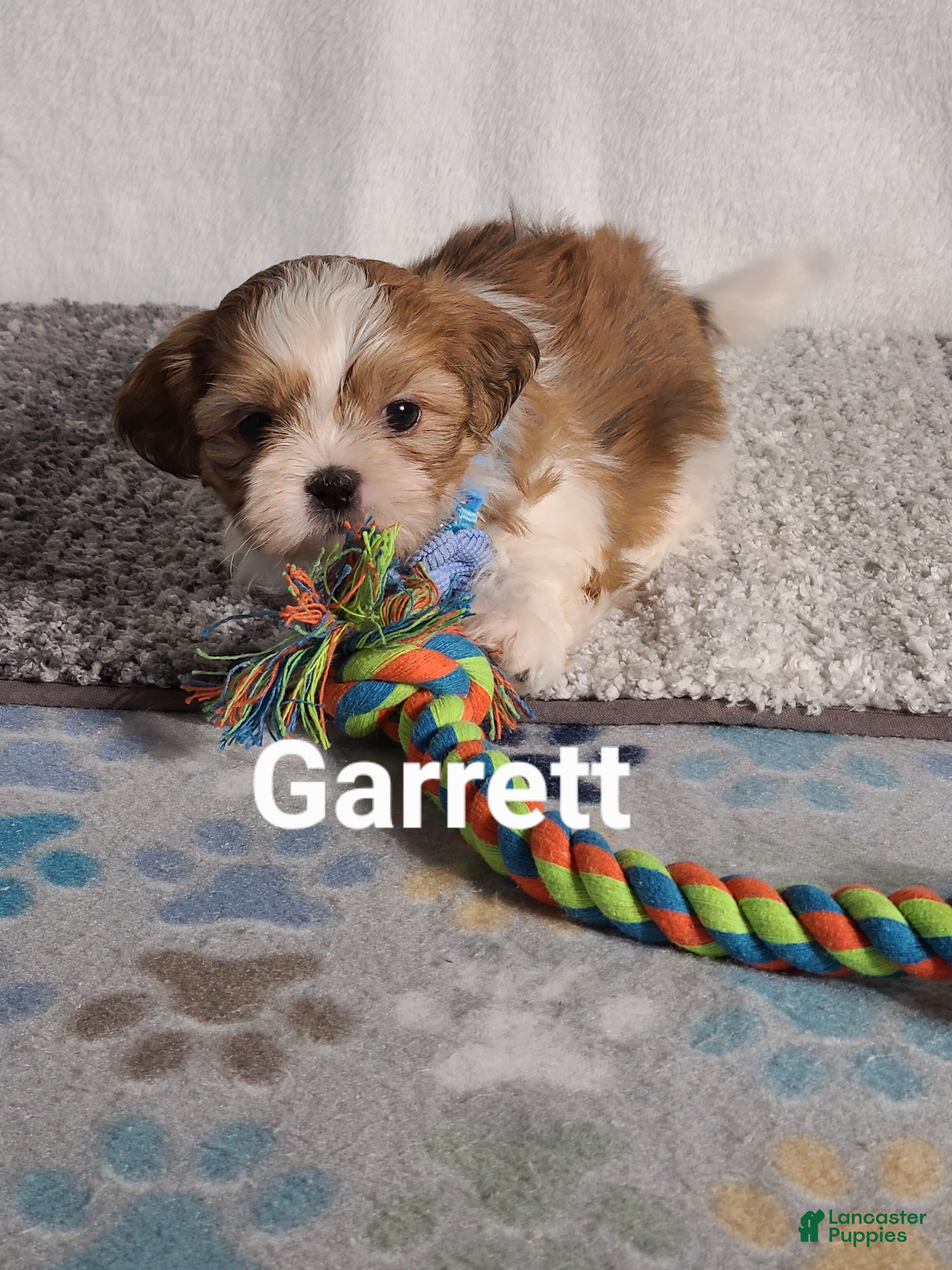 Shih Tzu dogs GARRETT  - Ad 24