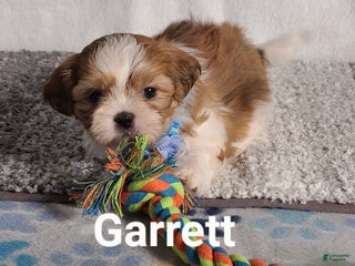 Shih Tzu dogs GARRETT - Ad 10