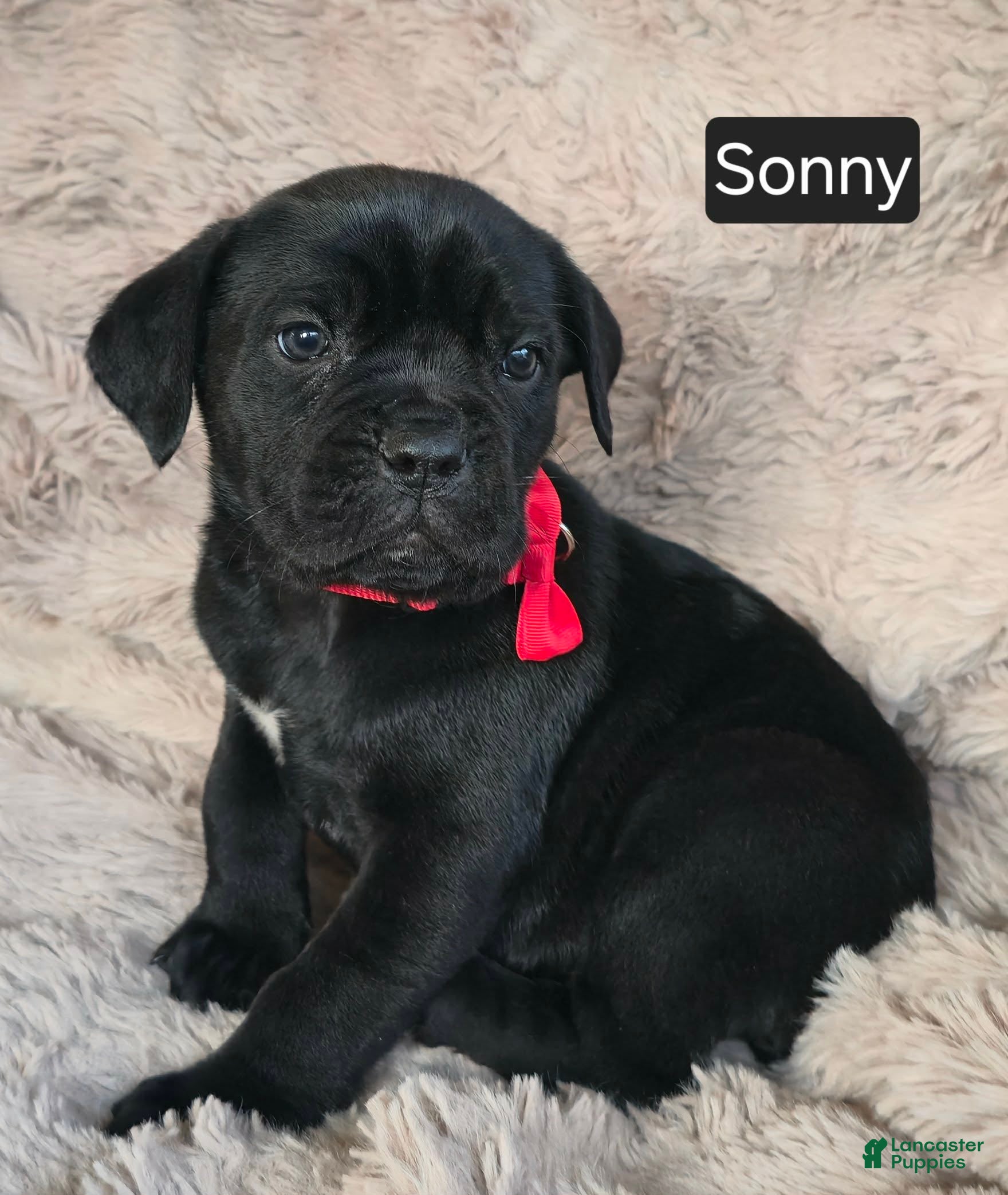 Cane Corso dogs Sonny - Ad 12