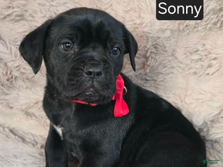 Cane Corso dogs Sonny - Ad 6