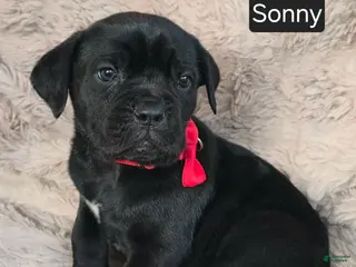 Cane Corso dogs Sonny - Ad 6