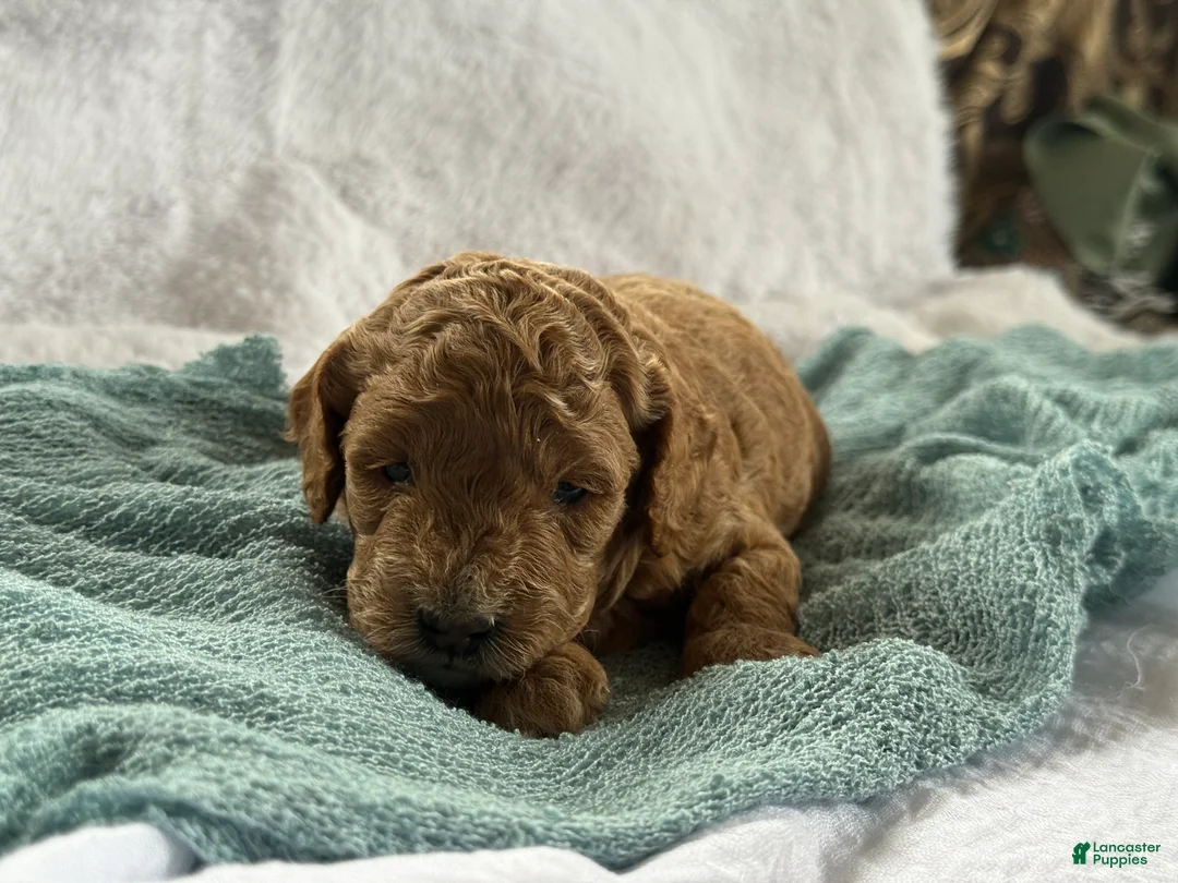 Cavapoo dogs for sale: Ace - Ad 3