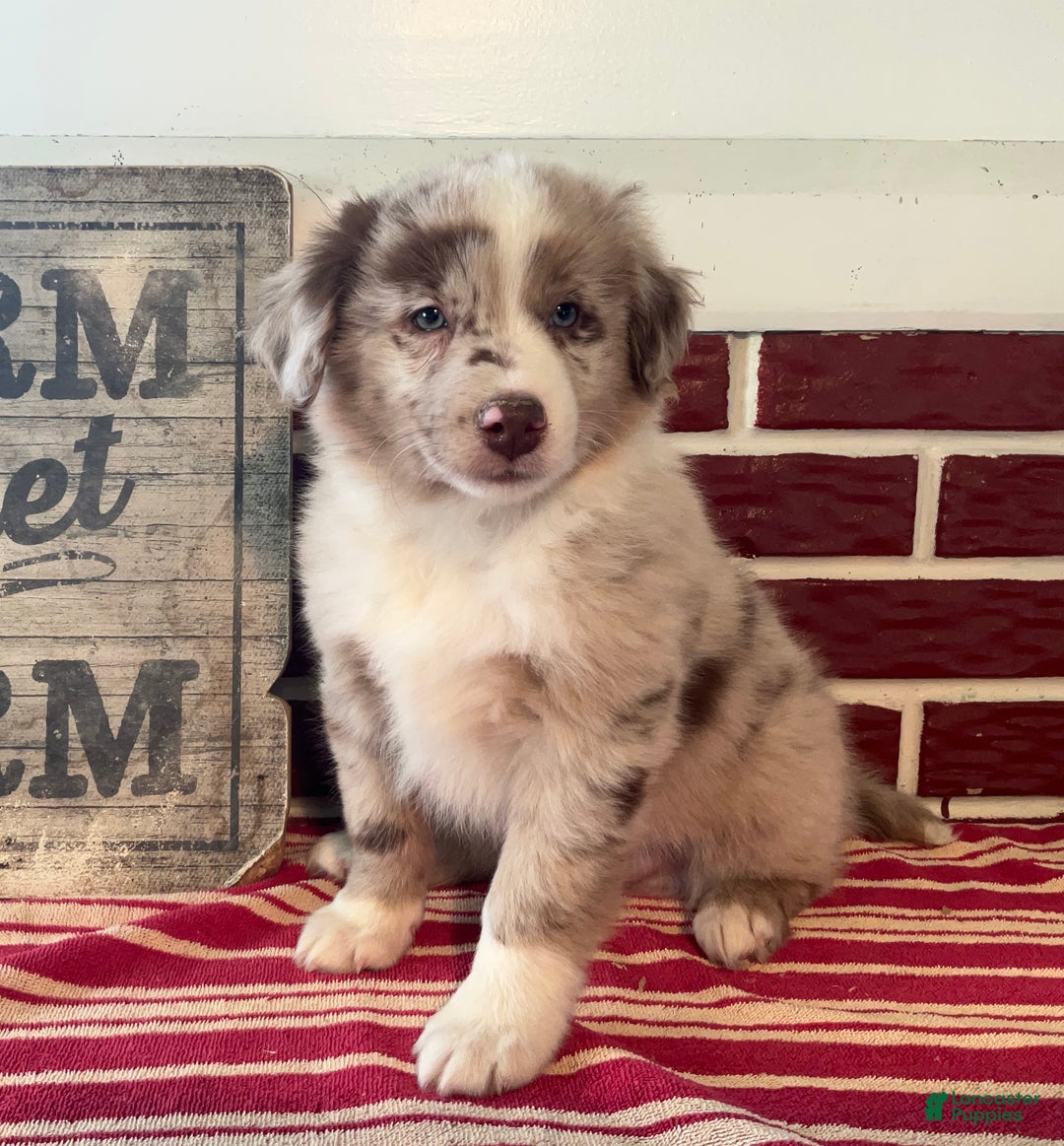 Mixed Breed dogs for sale: Sara - Ad 2