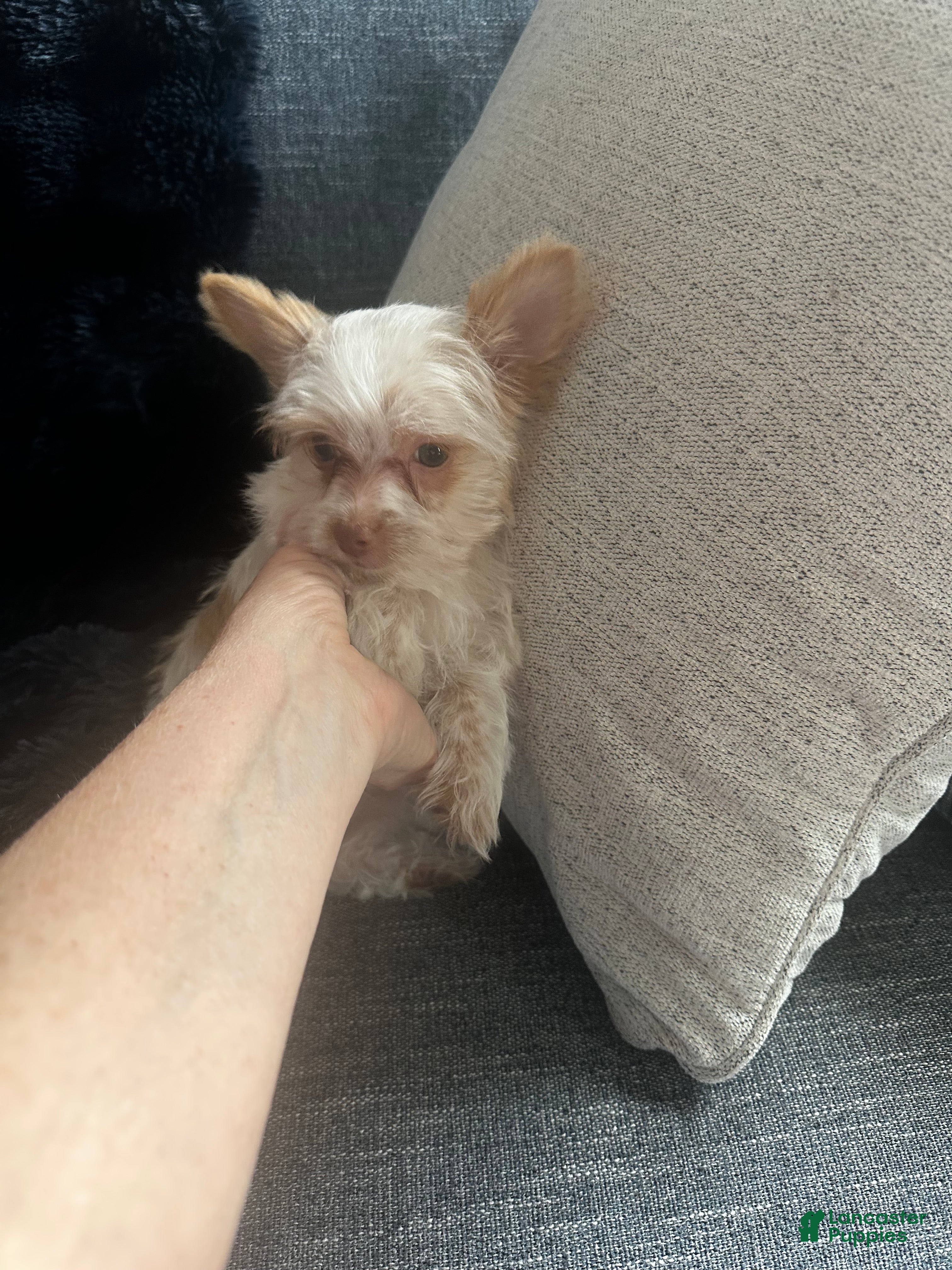 Yorkshire Terrier dogs AKC Mochi - Ad 1