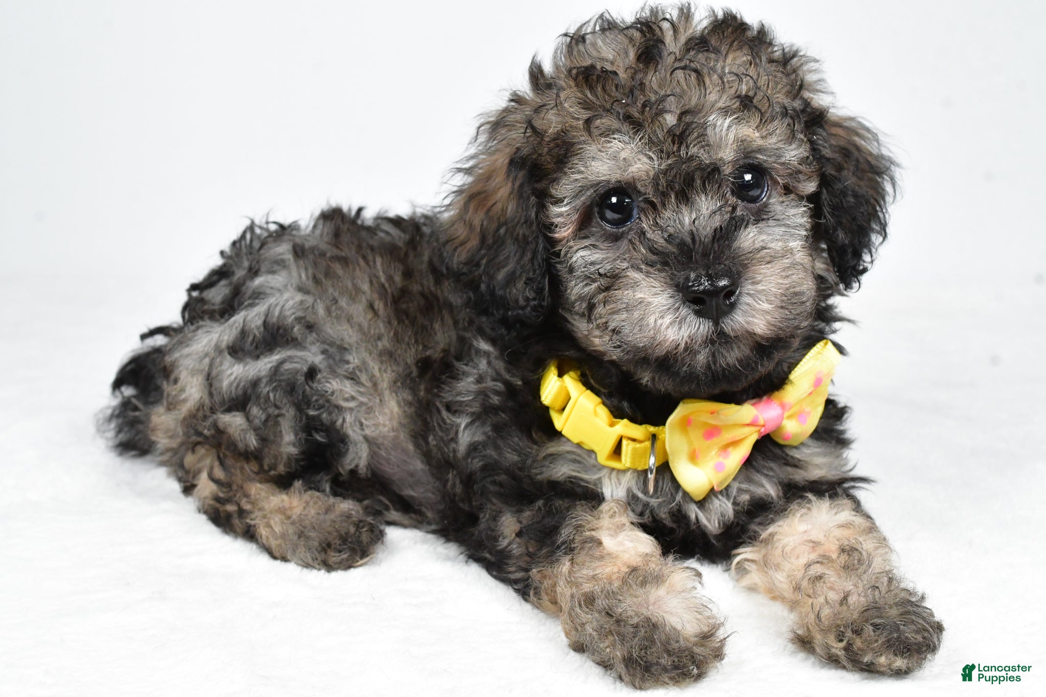 Miniature Poodle dogs Joey - Ad 2