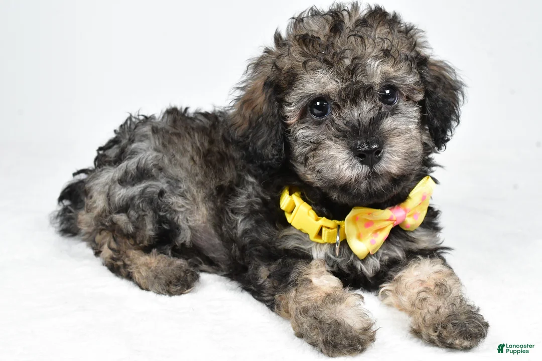 Miniature Poodle dogs for sale: Joey - Ad 2