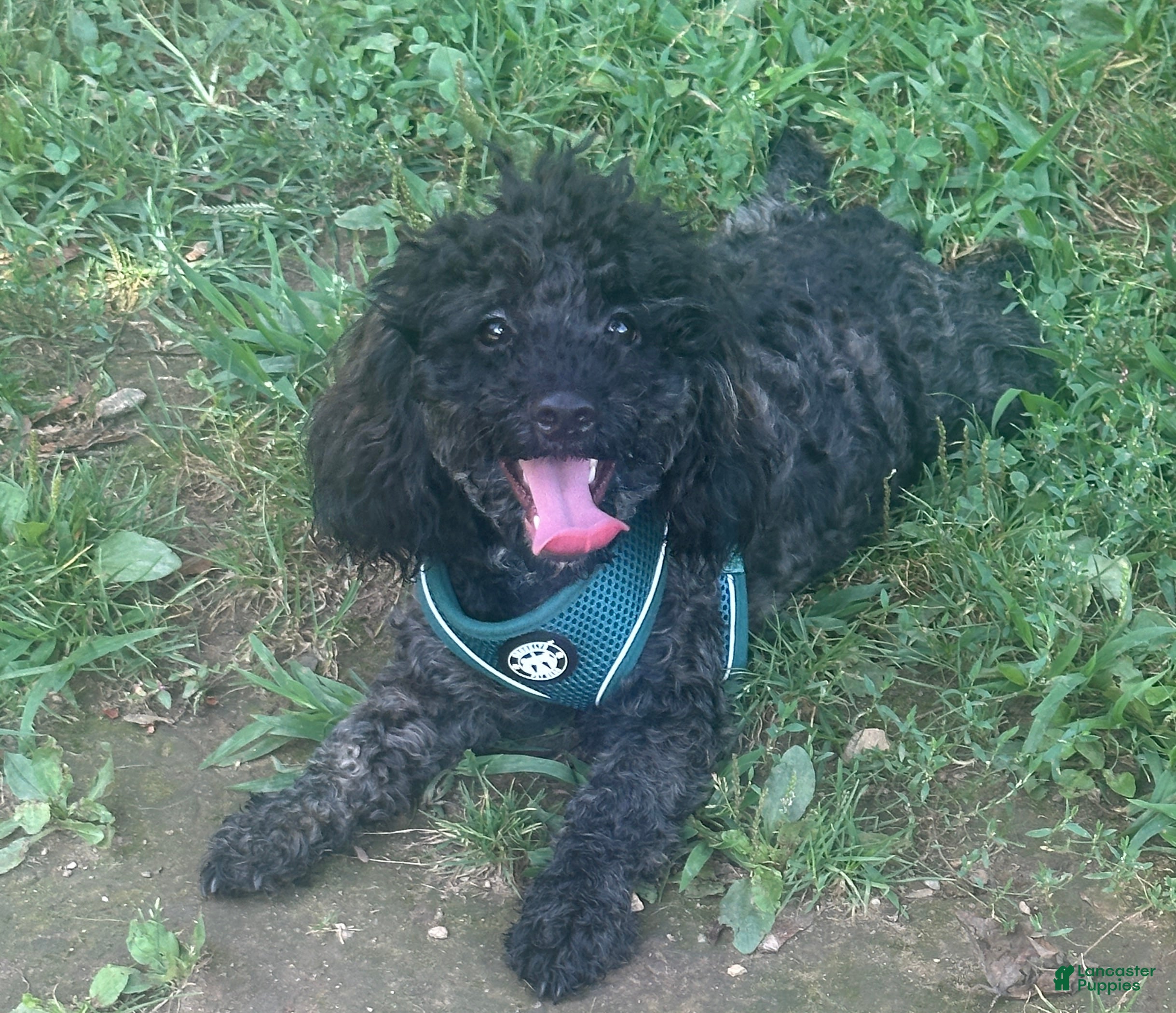 Toy Poodle dogs AKC Blaze  - Ad 39