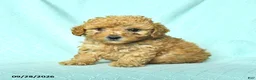 Toy Poodle dogs for sale: Rowen - Ad 4