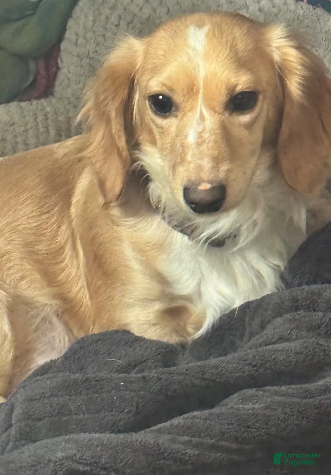 Miniature Dachshund dogs for sale: Miniature Dachshund Puppy 1 - Ad 2