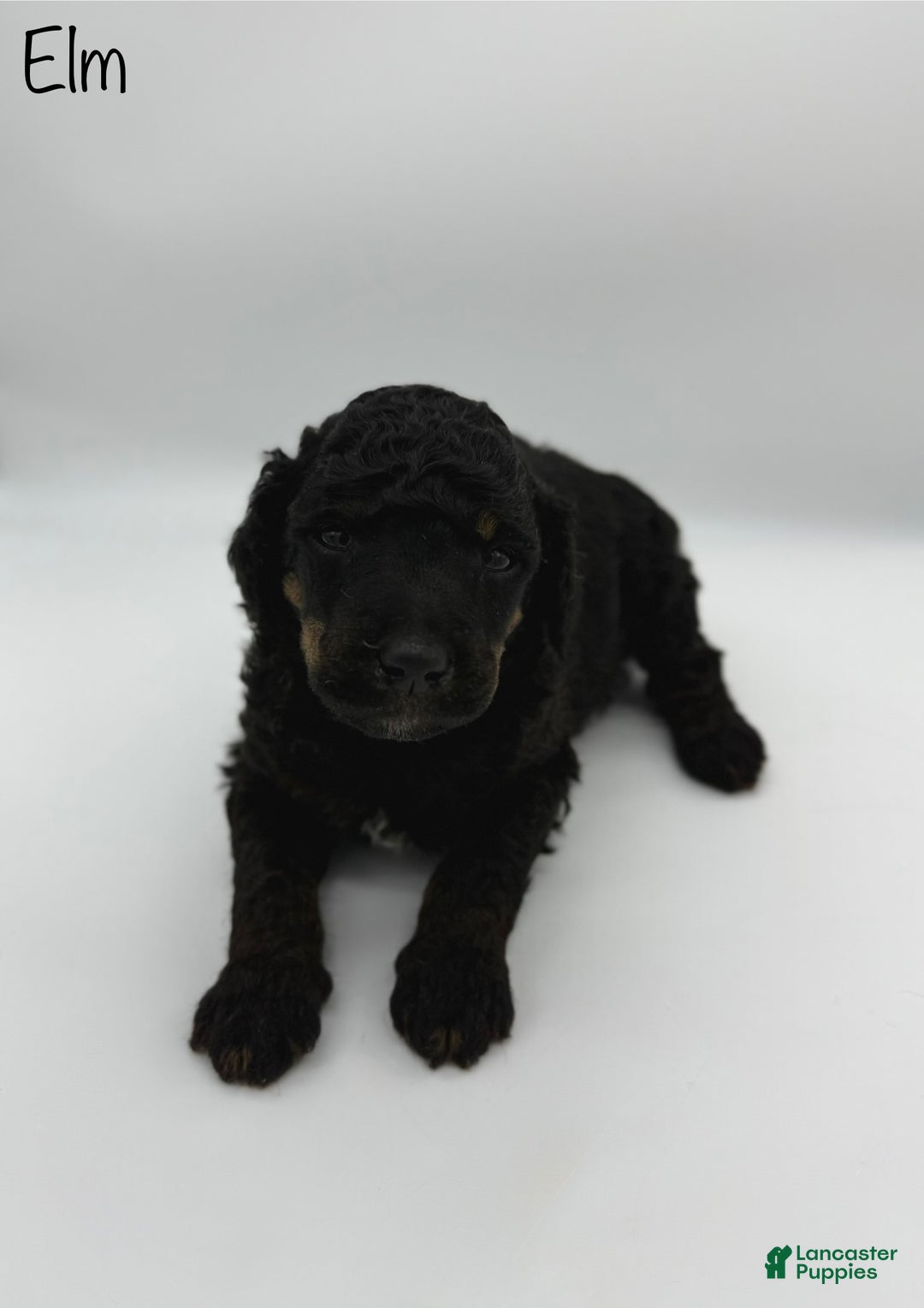 Standard Poodle dogs for sale: Elm - Ad 3