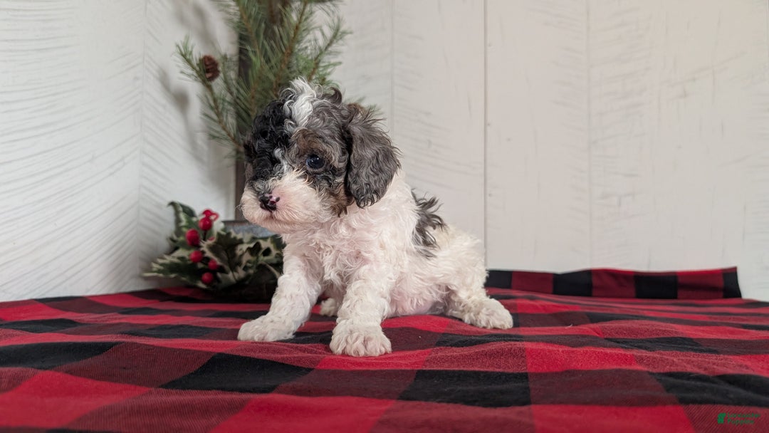 Cockapoo dogs for sale: Saint - Ad 3