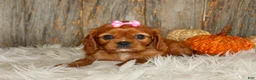Cavalier King Charles Spaniel dogs for sale: Ruby - Ad 4