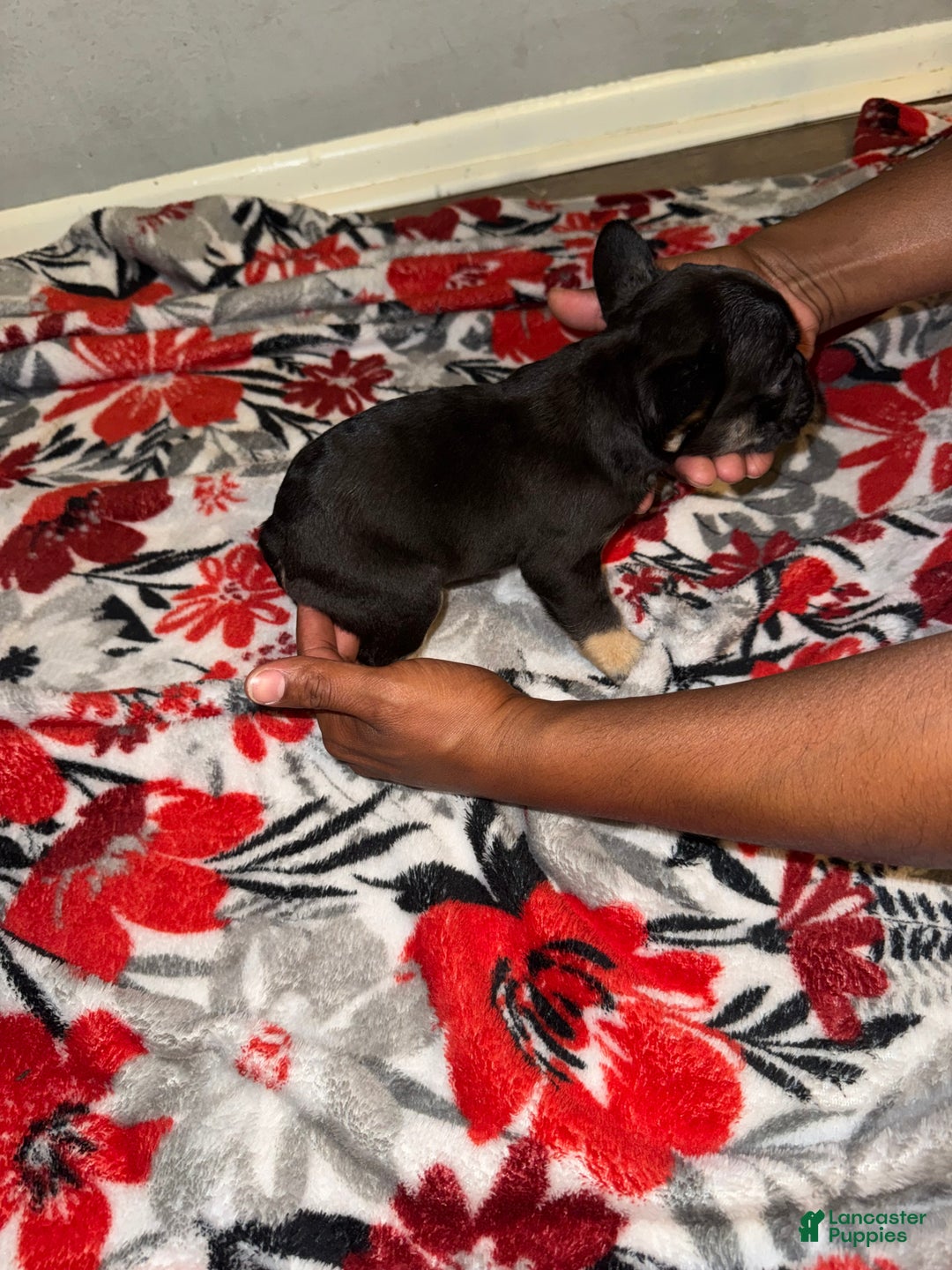 French Bulldog dogs for sale: French Bulldog Puppy 3 - Ad 6