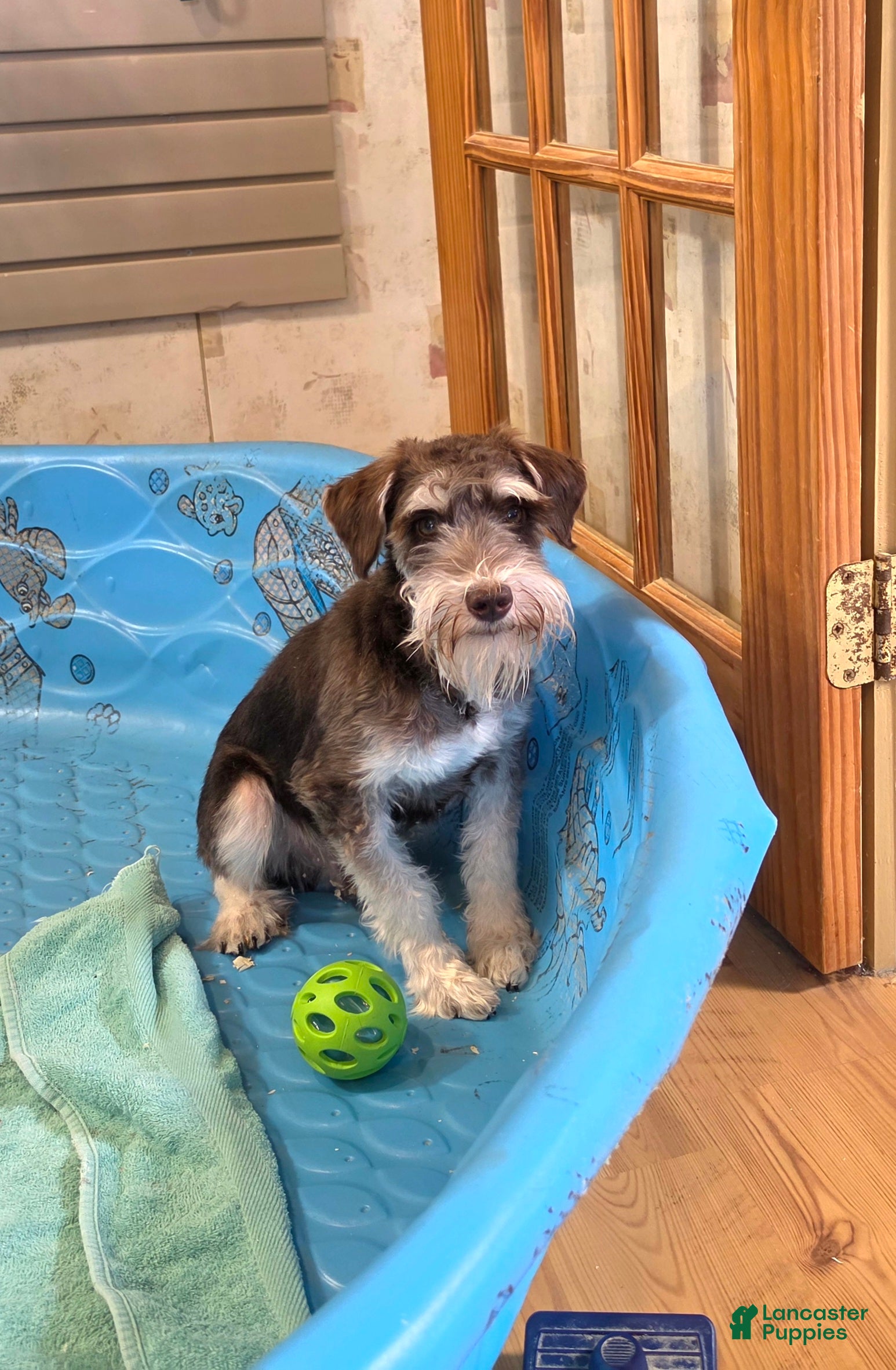 Miniature Schnauzer dogs Sherlock - Ad 1