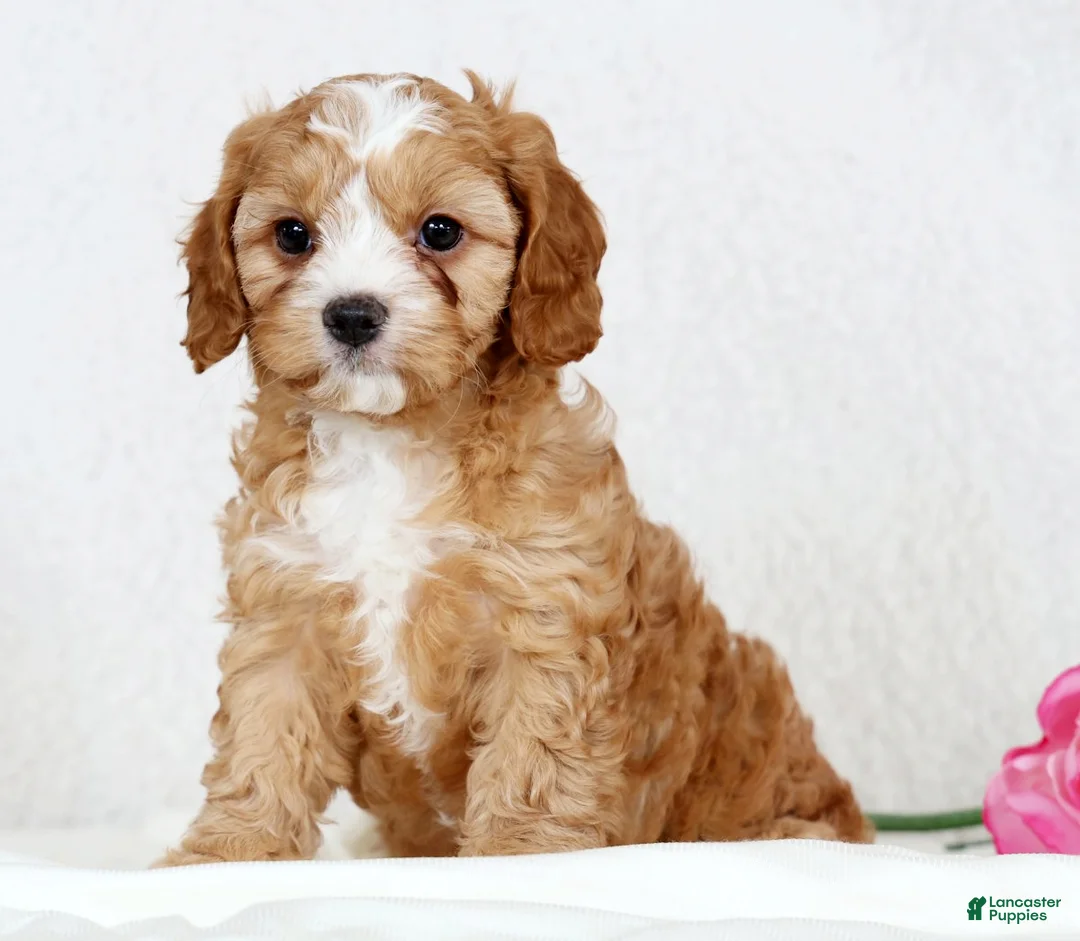 Cavapoo dogs for sale: Crystal - Ad 5