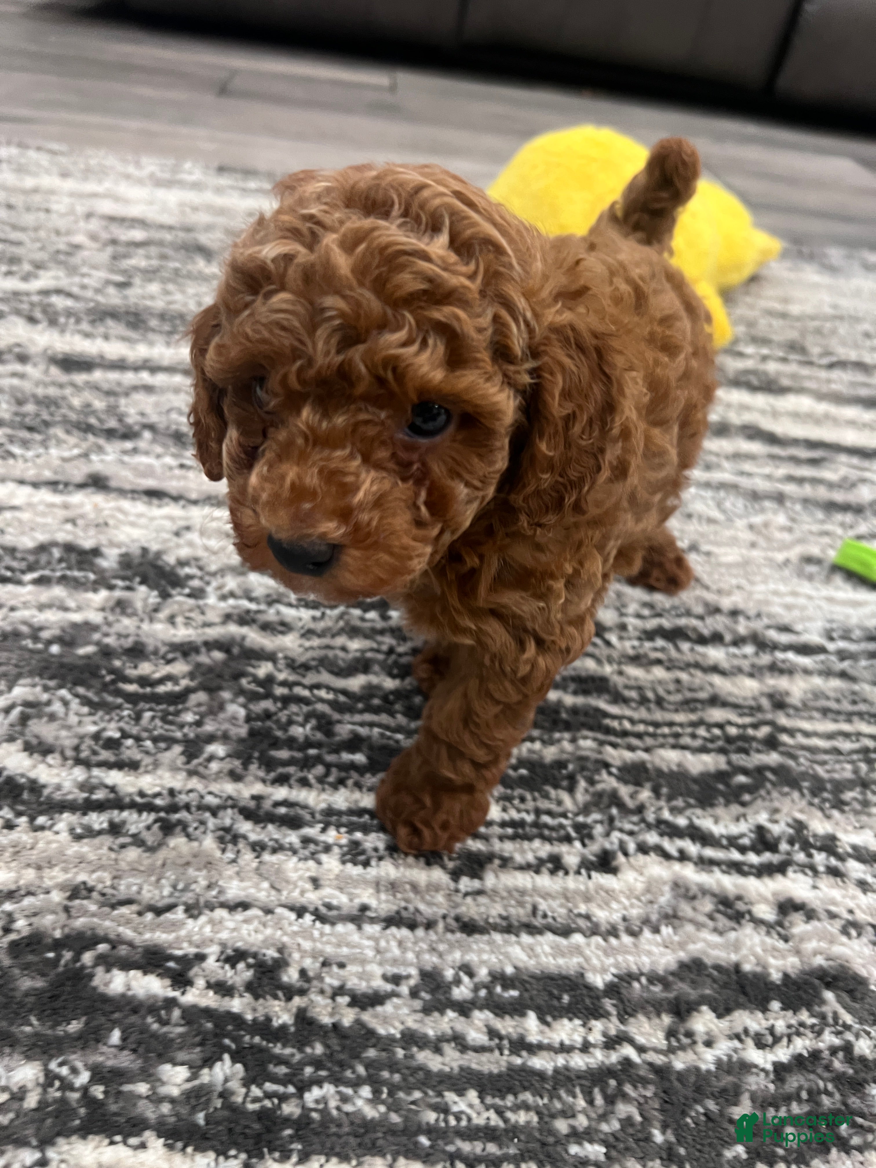 Toy Poodle dogs Toy Poodle Puppy 2 - Ad 2