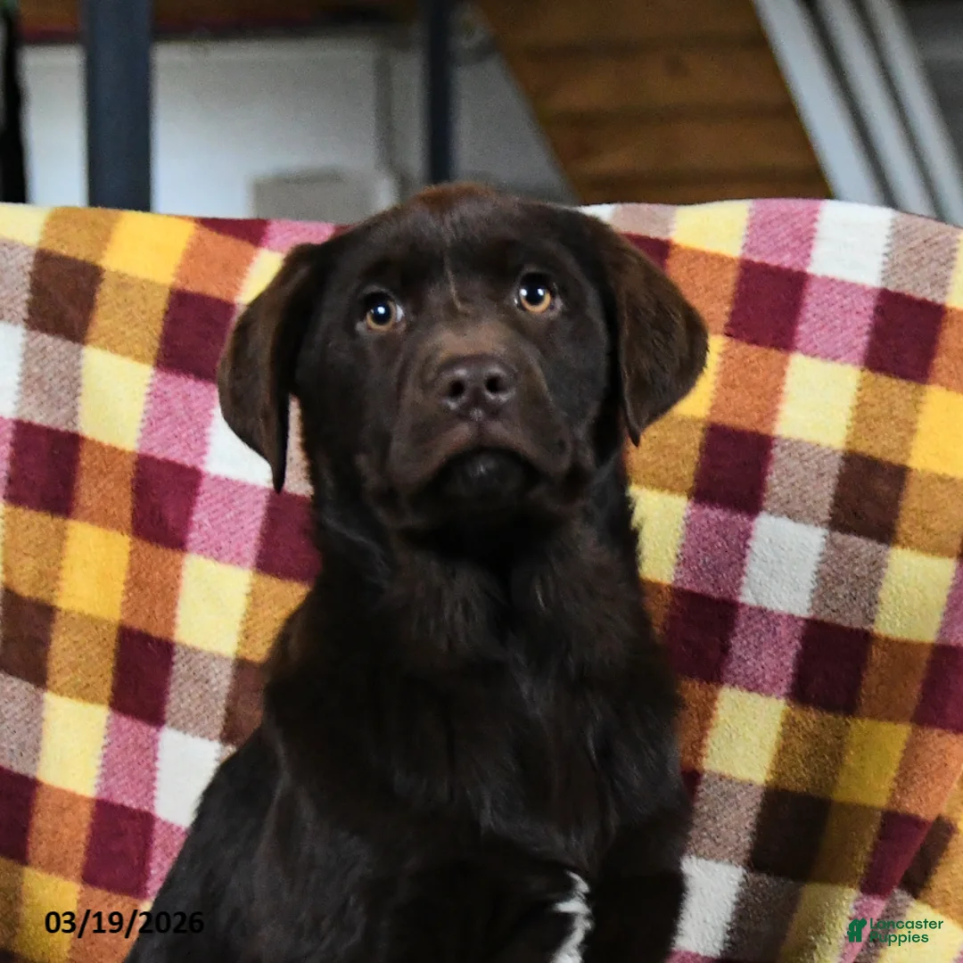 Labrador Retriever dogs for sale: Caramel - Ad 2