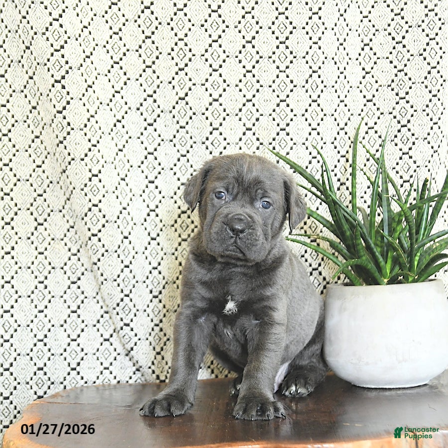 Cane Corso dogs Kane - Ad 10