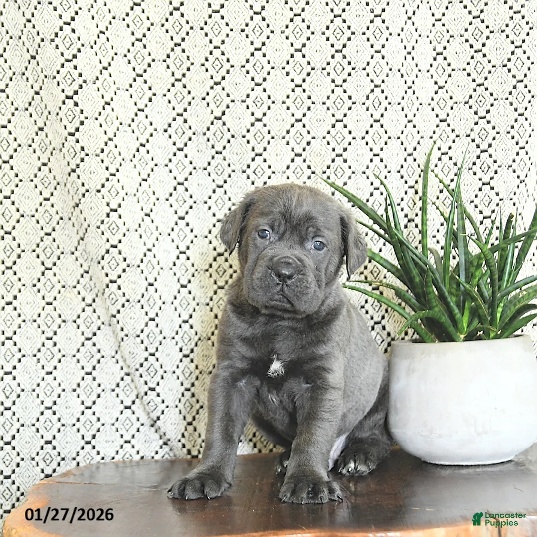 Cane Corso dogs for sale: Kane - Ad 1