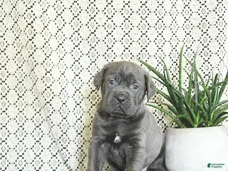 Cane Corso dogs Kane - Ad 10