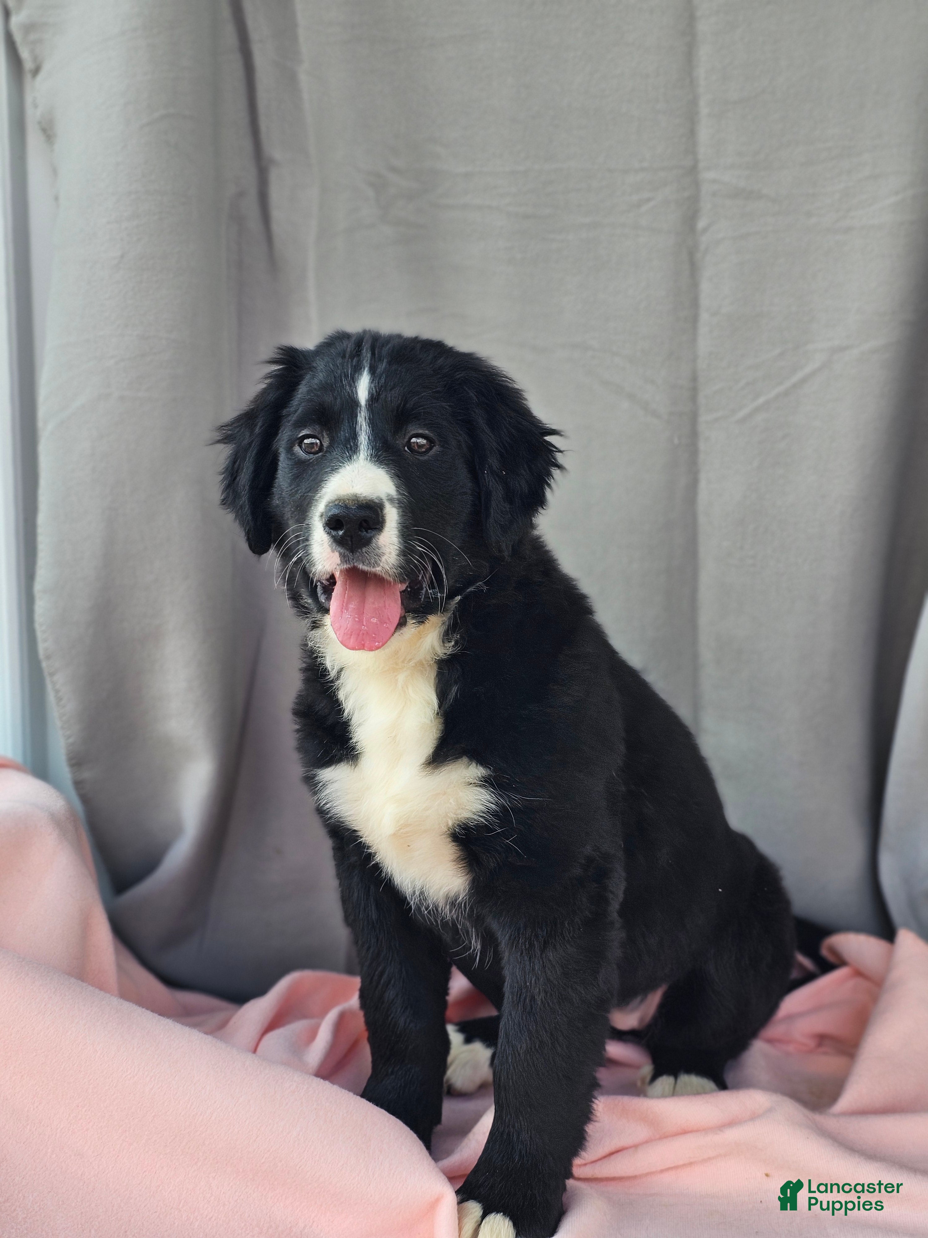 Mixed Breed dogs Lacey - Ad 1