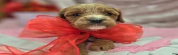 Cavapoo dogs for sale: Tundra - Ad 23