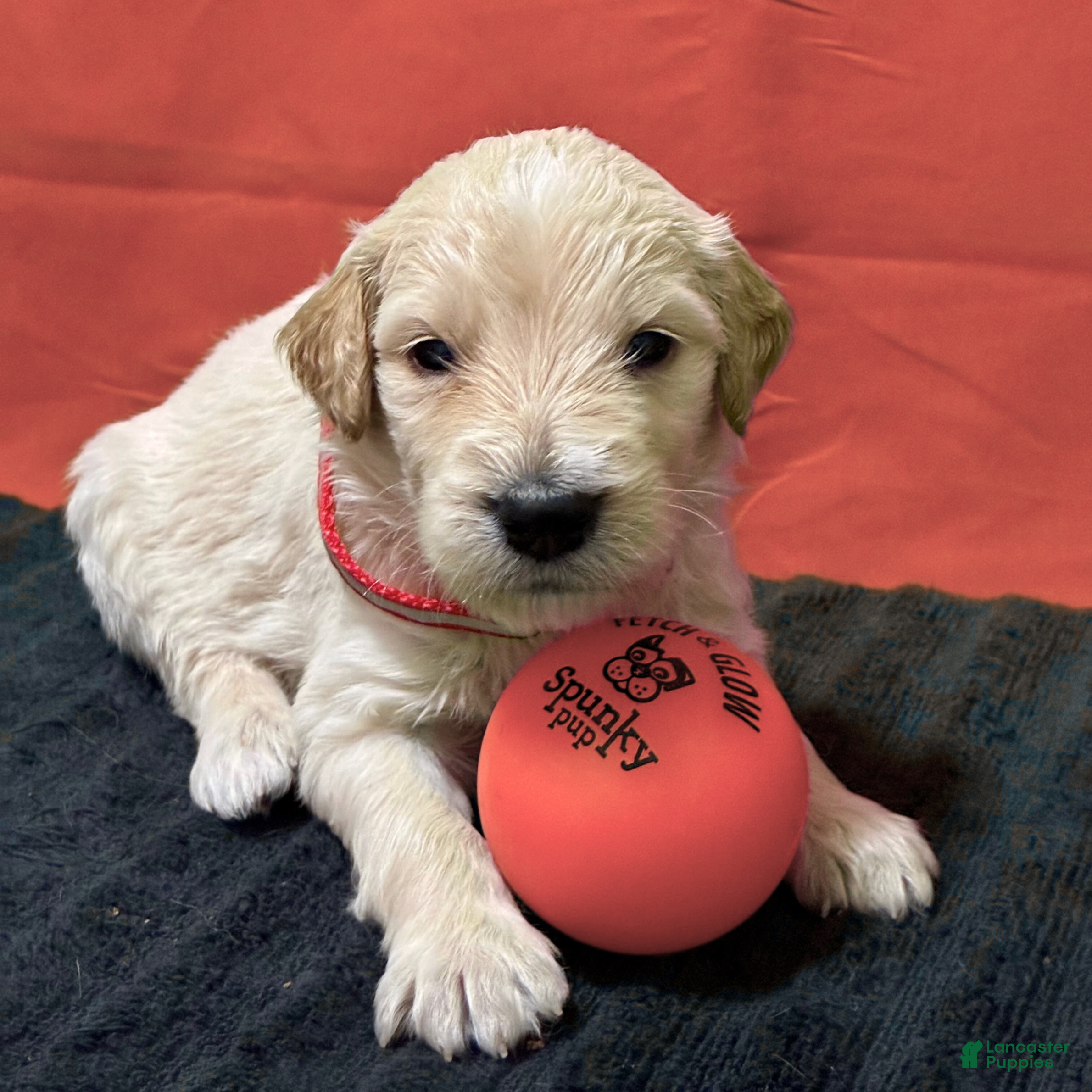 Goldendoodle dogs Jar-Jar JR. - Ad 1