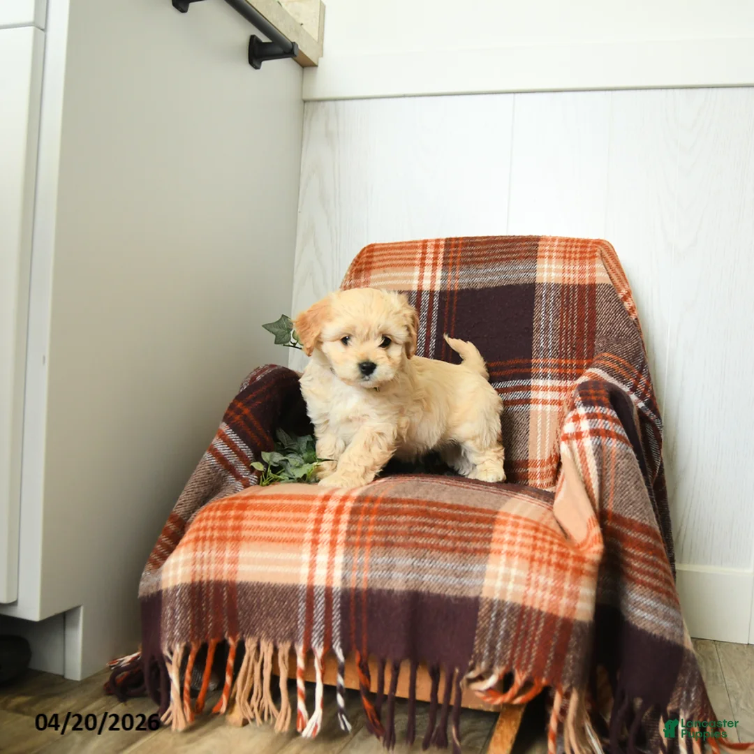 Cavachon dogs for sale: Kevin - Ad 3