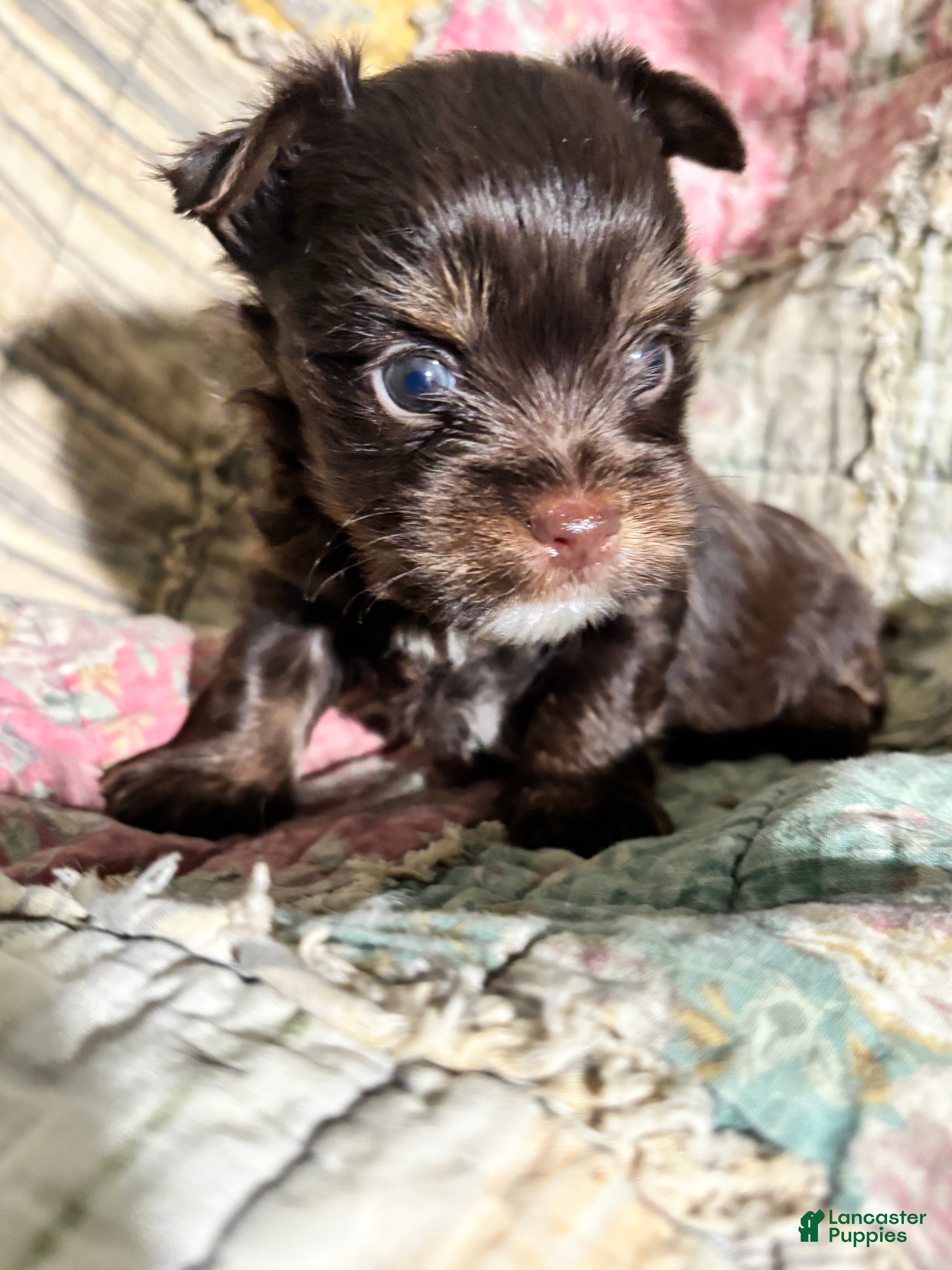 Yorkshire Terrier dogs Chocolate drop - Ad 35