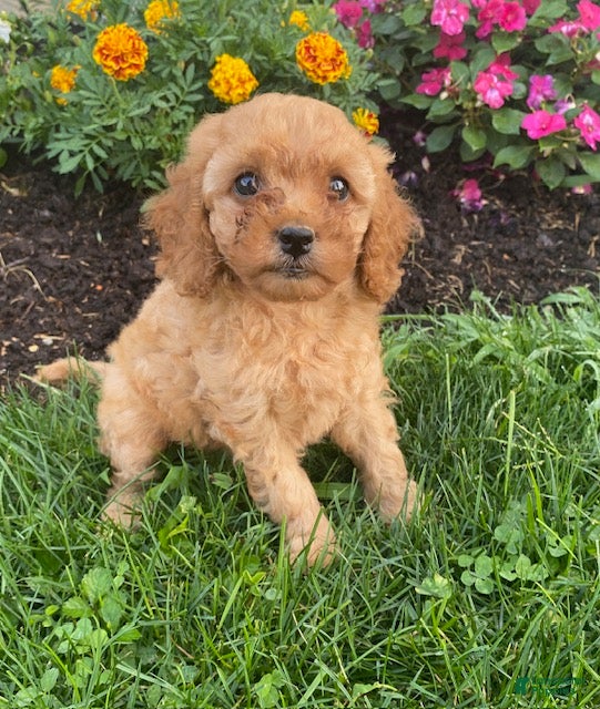 Miniature Poodle dogs for sale: Minnie - Ad 2