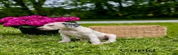 Mixed Breed dogs for sale: Cupid - Ad 5