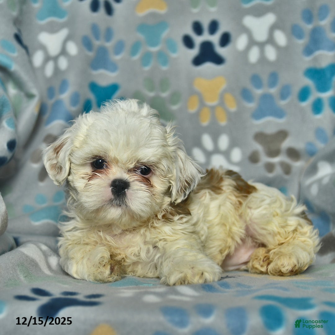 Shih Tzu dogs for sale: Snowball  - Ad 4