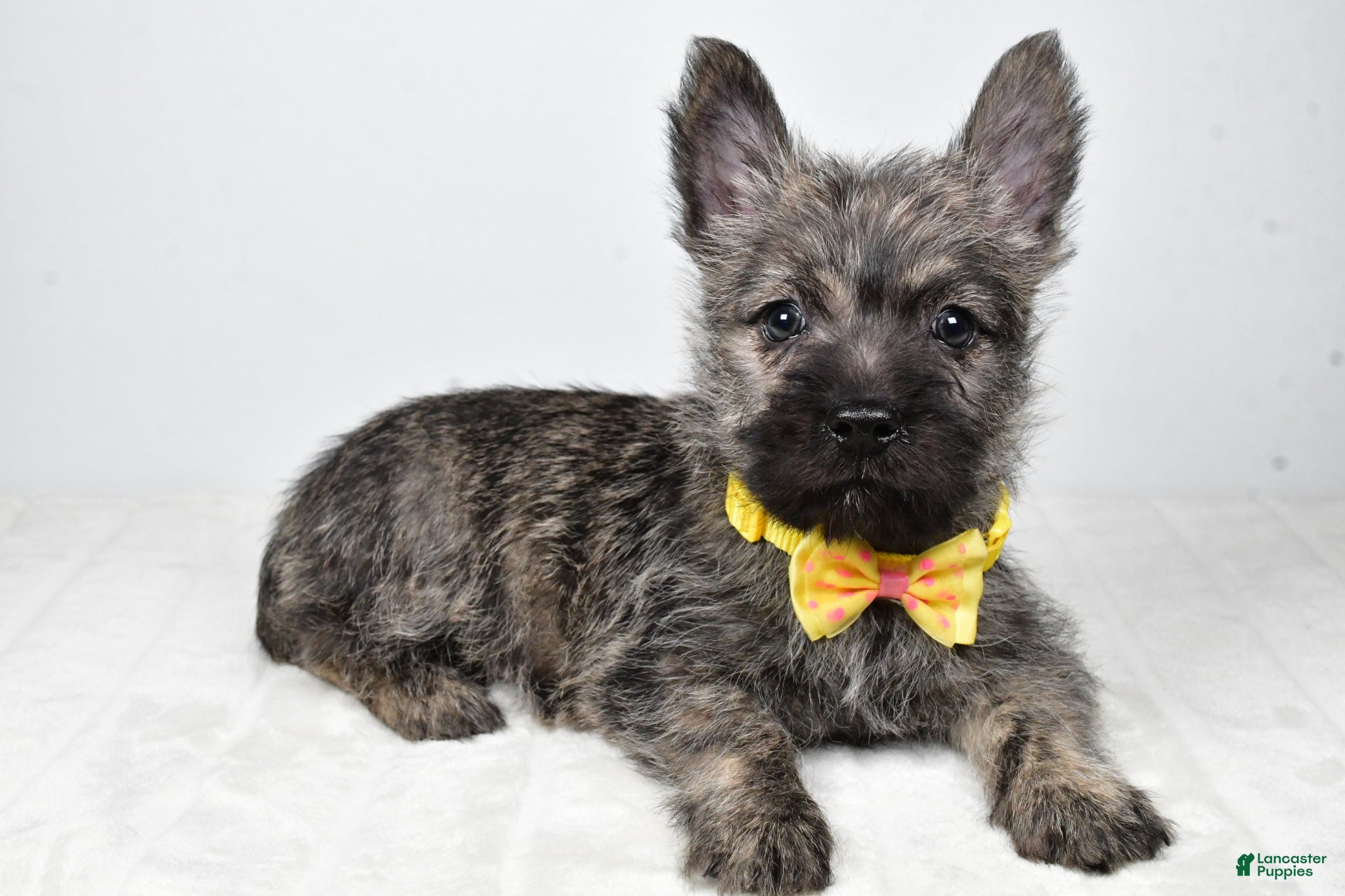 Cairn Terrier dogs Victor - Ad 1