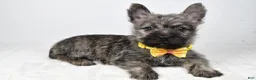 Cairn Terrier dogs for sale: Victor - Ad 1