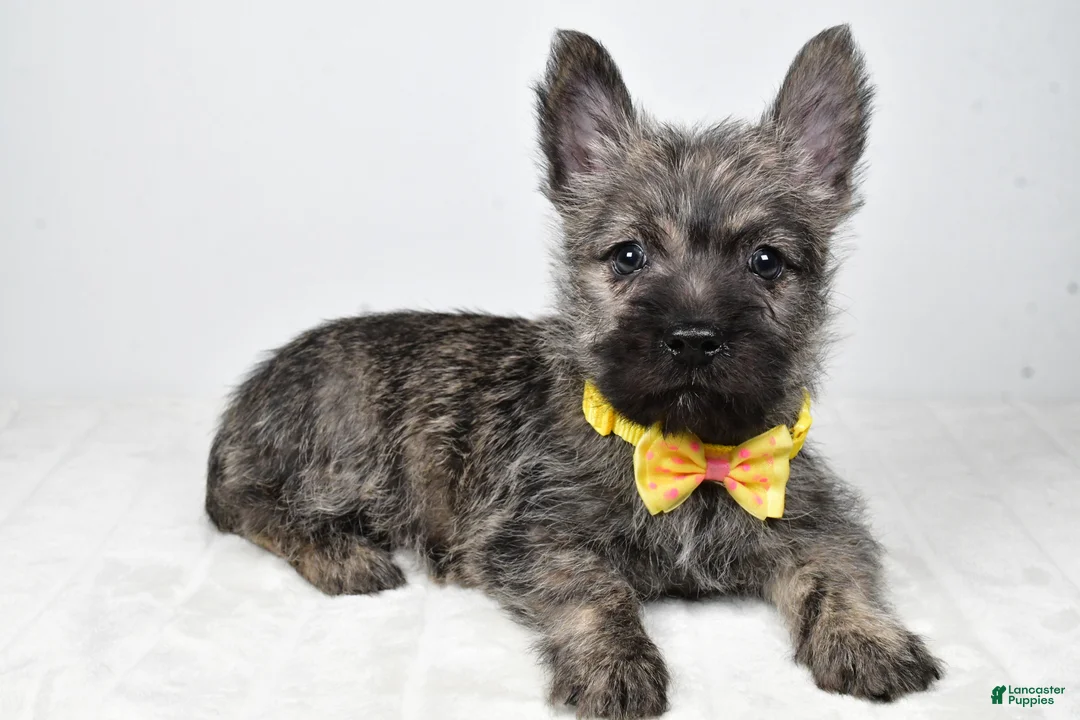 Cairn Terrier dogs for sale: Victor - Ad 1