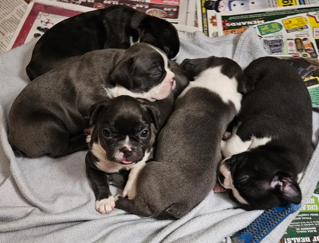 Boston Terrier dogs for sale: Boston Terrier 2 - Ad 3