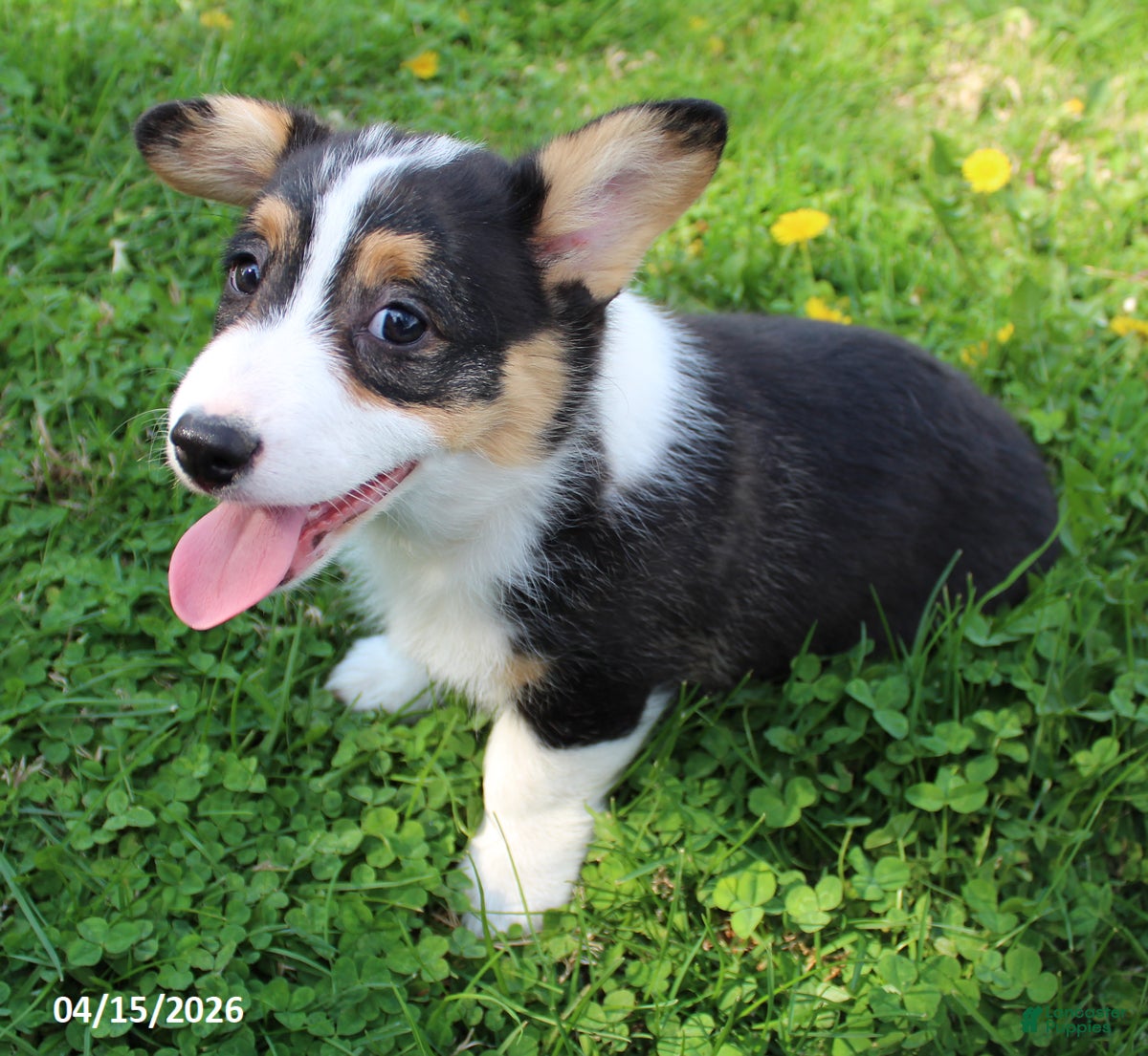 Welsh Corgi Pembroke dogs Charlie - Ad 2