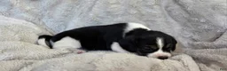 Puggle dogs for sale: Tulip - Ad 6