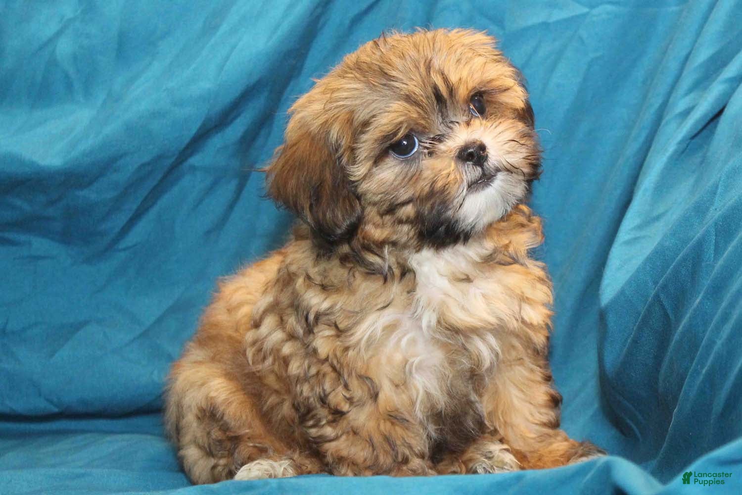 Shih Poo Pekingese Shih Tzu Mix For Sale Shih Poo Pekingese And