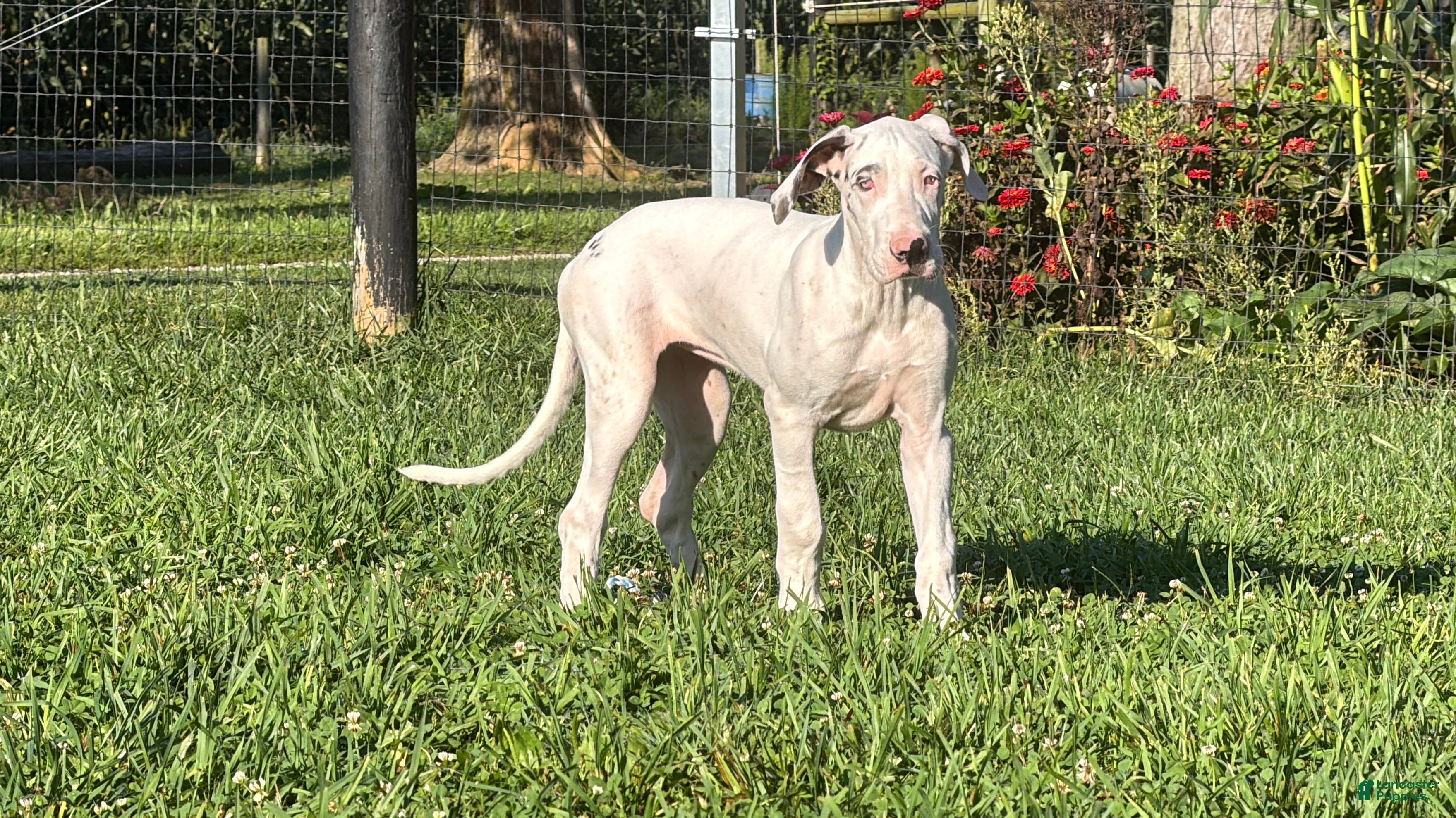 Great Dane dogs Pearl Great Dane  - Ad 1