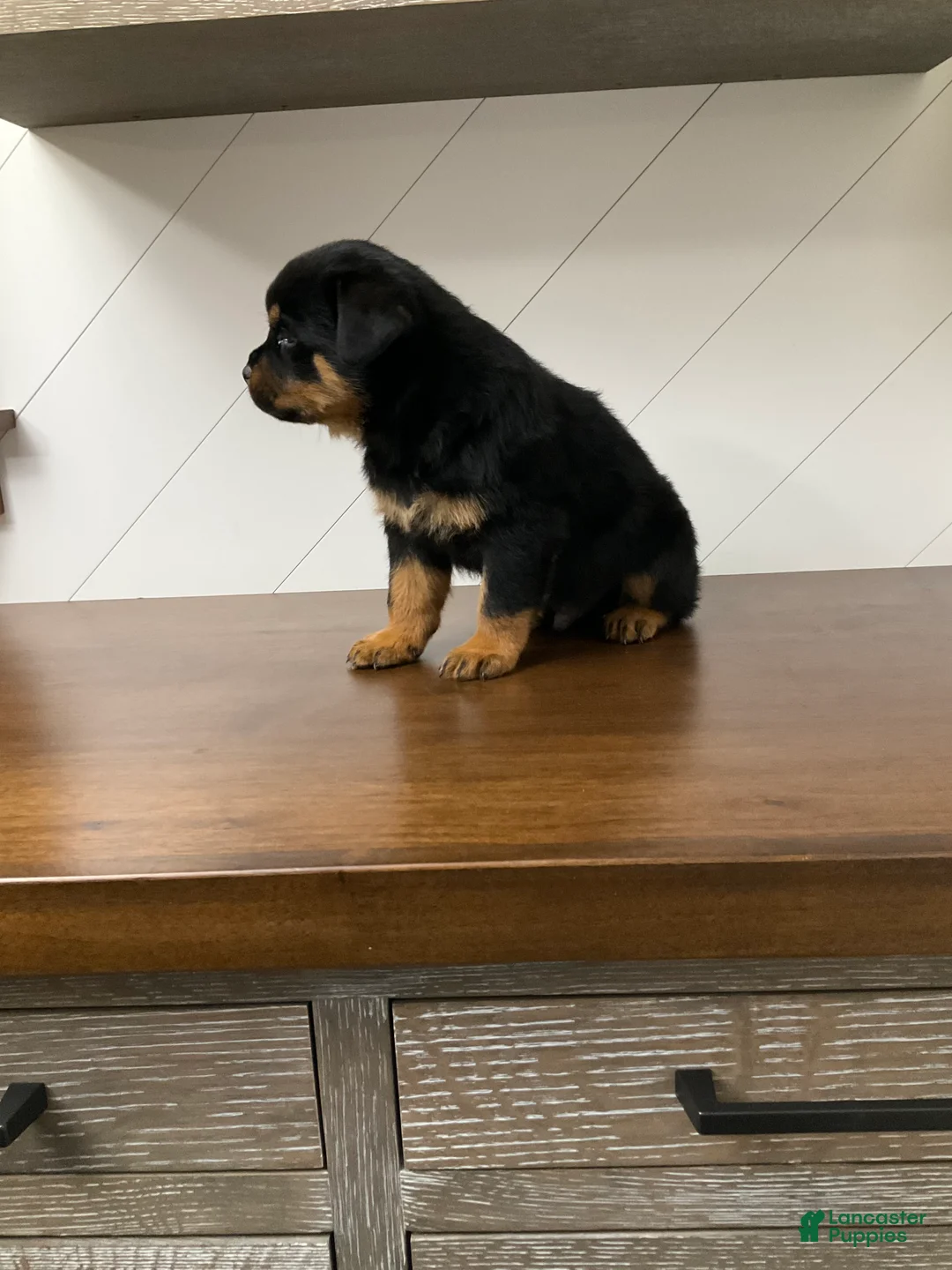 Rottweiler dogs for sale: Rottweiler Puppy 5 - Ad 4