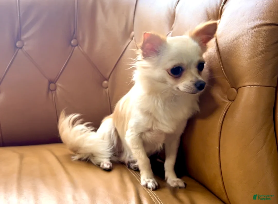 Chihuahua dogs for sale: Chihuahua Puppy 2 - Ad 4